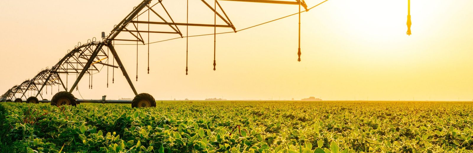 A crop field being watered with an automatic irrigation system