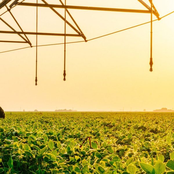 A crop field being watered with an automatic irrigation system