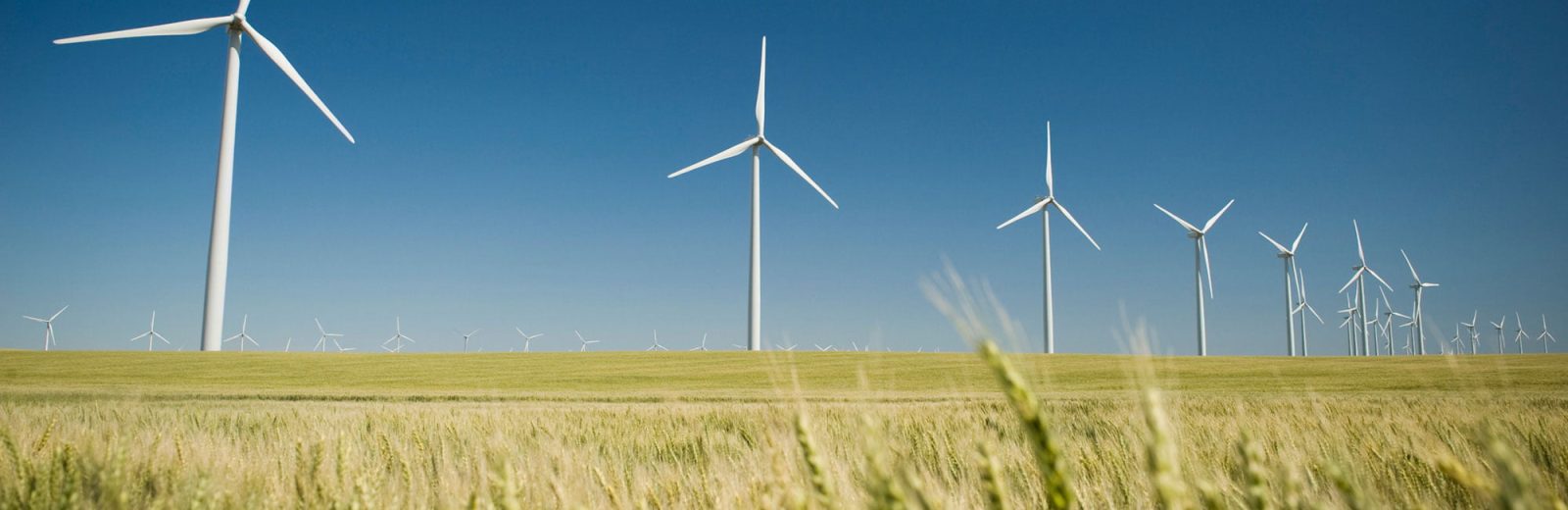 A field of wind turbines