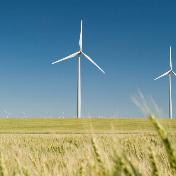 A field of wind turbines
