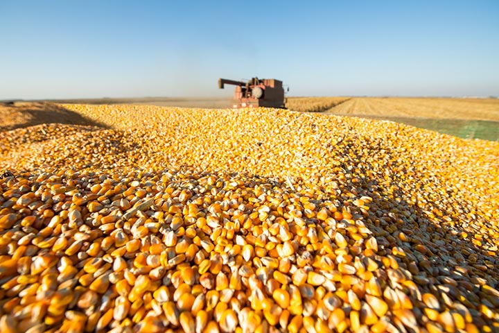 Pile of wheat with a combine harvester