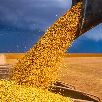 Grain being harvested
