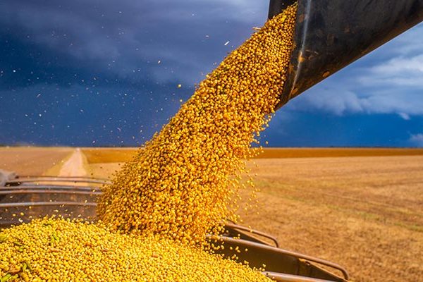 Grain being harvested