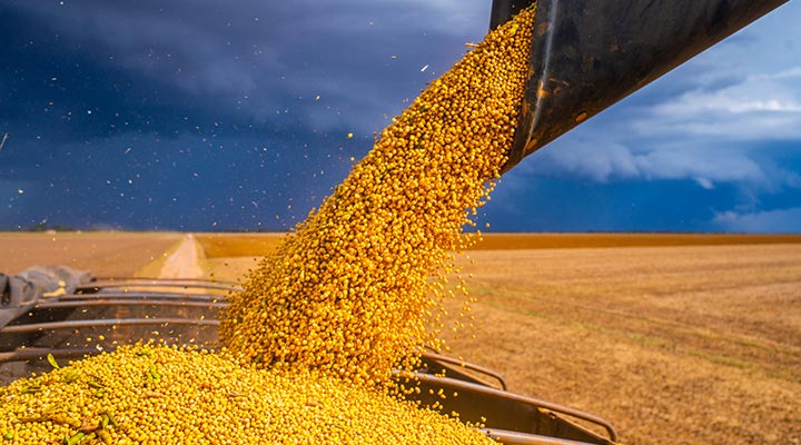 Grain being harvested