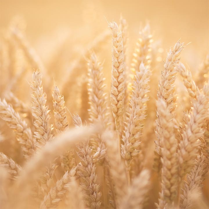 Close up of field of ripe wheat in golden sunlight