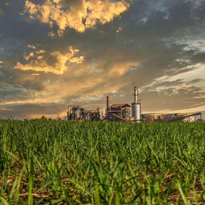 Picture of a sugar refinery in front of a field of sugarcane