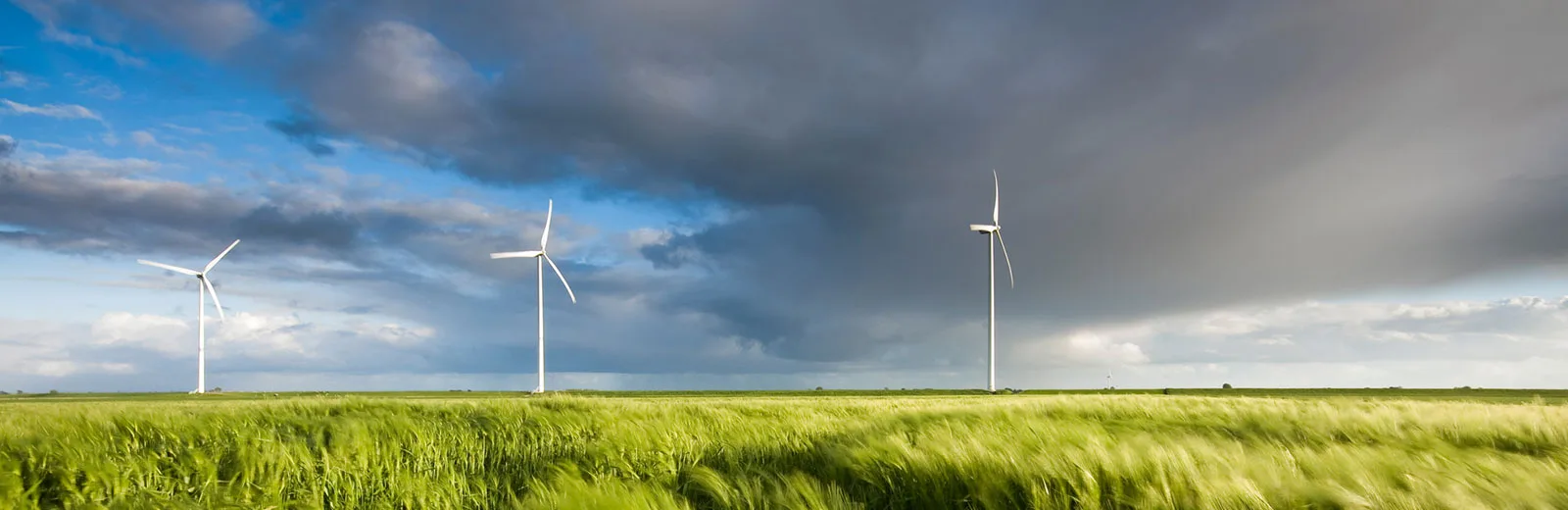 A line of wind turbines in a wheat field with dark grey clouds in the sky